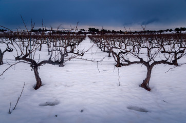 Winter in the Vineyards