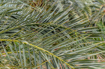 Naklejka premium Detail of a date palm tree, natural background