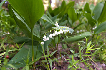 Obraz premium Lilies of the valley in their natural habitat