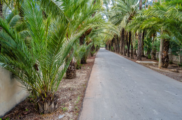 Palm trees in the palm grove of Elche, Spain