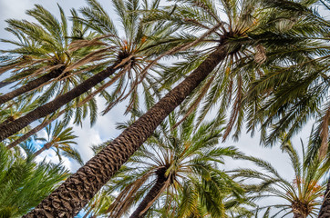 Obraz premium Palm trees in the palm grove of Elche, Spain