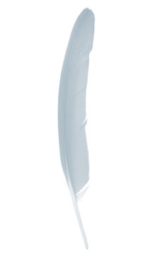 recommend clip art: Beautiful white , baby blue feather isolated on white background