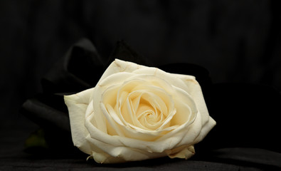 A white rose flower with a black ribbon on black background
