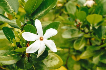 white flower in paradise - Bora bora