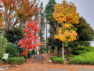Red and yellow trees in the park