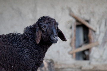 Portrait of black sheep In Uzbekistan