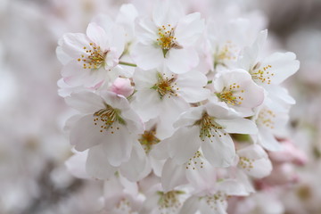 Fototapeta premium ソメイヨシノ（サクラ）の花