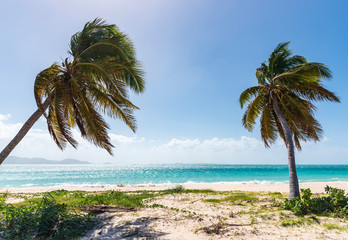 Palm trees and Caribbean sea
