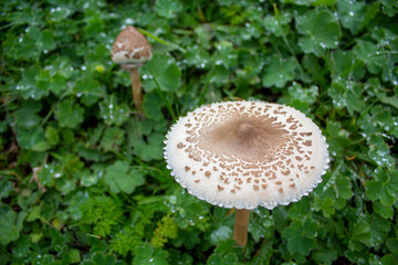 Mushrooms in the forest very colorful surrounded by moss and moisture and great blur