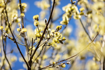 Spring easter pussy willow branches on blue background.