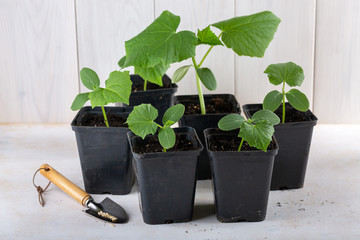 Young cucumber seedlings in a black flower pots on white background. Gardening concept.