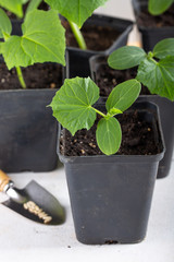 Young cucumber seedlings in a black flower pots on white background. Gardening concept.