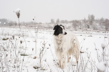 Russian wolfhound dog in snowy winter landscape