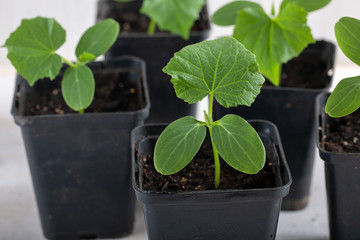 Young cucumber seedlings in a black flower pots on white background. Gardening concept.