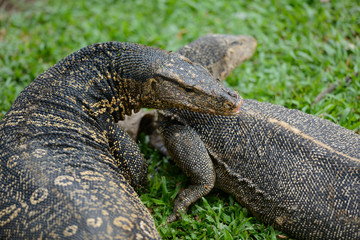 Two monitor lizards walking around the grass at the park