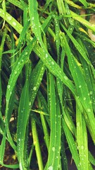 Bright juicy green grass close-up. Large drops of water, dew, raindrops on surface of leaf and plants in field or meadow. Summer floral natural background. Botanical concept.