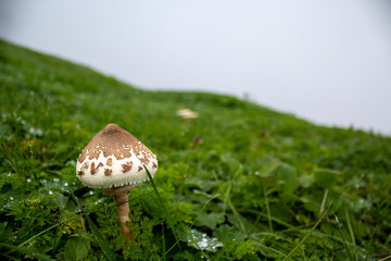 Mushrooms in the forest very colorful surrounded by moss and moisture and great blur