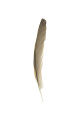 Fototapeta na wymiar Beautiful eagle feather isolated on white background