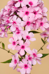 Fototapeta na wymiar Inflorescence of pink phlox flowers with purple centers isolated on a beige background.