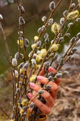 Spring background with willow. Willow bouquet in a female hand. Spring