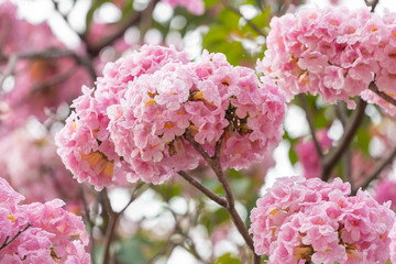 Pink flower and tree branch blur nature background