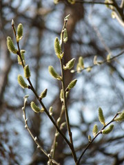 Fresh growing catkins on a tree branch in spring forest on a sunny day