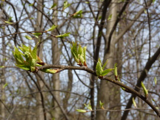 Fresh growing leaves on a tree branch in spring forest on a sunny day