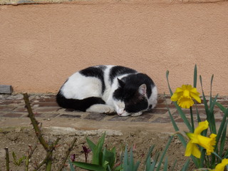 Black and white domestic cat sleeping in the garden with daffodil flowers in spring