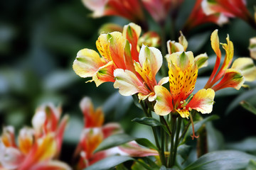 Obraz premium Beautiful Peruvian-lily in the garden behind the house