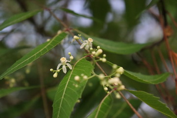 Neem flower