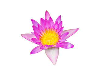 Pink lotus blossoms,Pink flower isolated on white background with clipping path