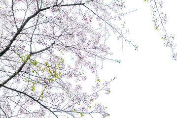 桜　くもり空