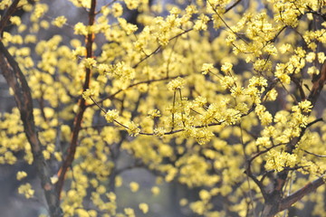 Spring heraldic flowers