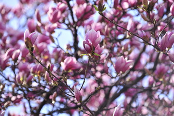 Spring heraldic flowers