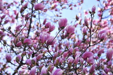 Spring heraldic flowers