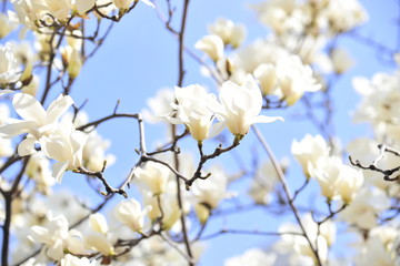 Spring heraldic flowers