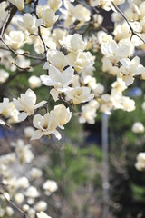 Spring heraldic flowers