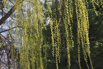 Spring heraldic flowers