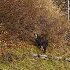 二ホンカモシカ