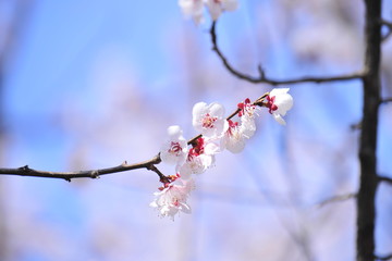 Spring heraldic flowers