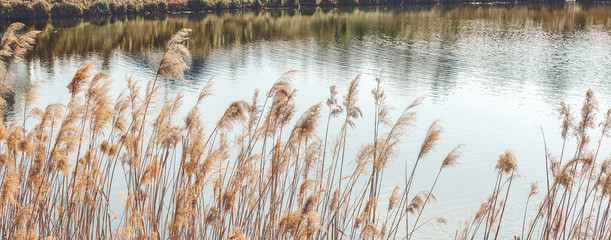 Dry reeds by the lake. Bulrush on the pond. Grain effect