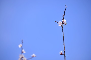 Spring heraldic flowers