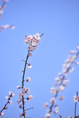 Spring heraldic flowers