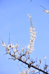 Spring heraldic flowers