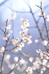 Spring heraldic flowers