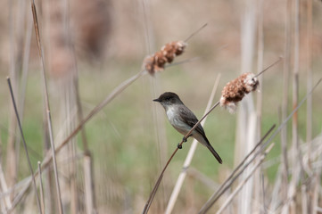 Eastern Phoebe