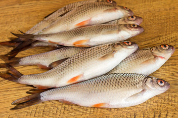 Freshly caught roach fish lies on a wooden surface, the carp family.