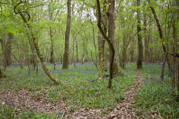 Pinsley Woods during the spring in Long Hanborough, Oxfordshire, UK