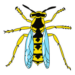 Wasp top view on an isolated white background. Insect in cartoon style. Stock vector illustration.