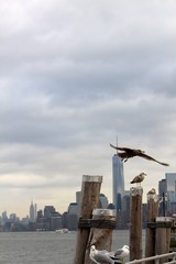 Obraz premium seagulls flying